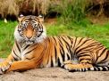 Fenomena Harimau Jawa jadi Berukuran Kecil, Apa Penyebabnya?