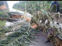 Akibat Penggalian  Parit Gajah Akses Jalan Desa Petajen Terputus