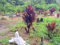 Heboh! Diduga Mayat Bayi, Bungkusan Misterius di TPU Jambi Bikin Warga Ketakutan!