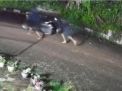 Dua Pelaku Gasak Motor di Kota Jambi, Aksi Terekam CCTV, Waspada Pencurian!