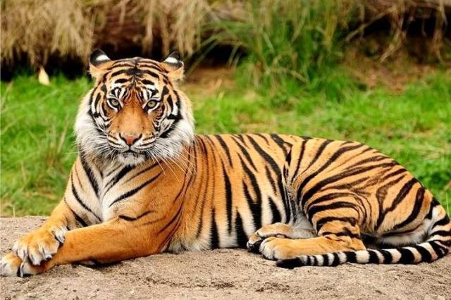 Fenomena Harimau Jawa jadi Berukuran Kecil, Apa Penyebabnya?