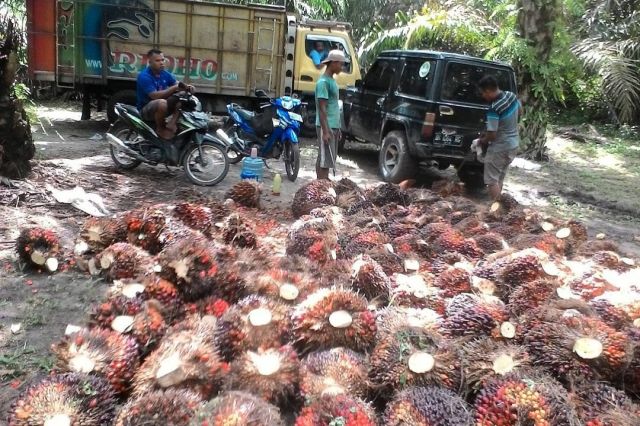 Harga Sawit Jambi Naik Lagi, Berikut Daftar Harga Terbaru Periode 14-20 Februari 2025
